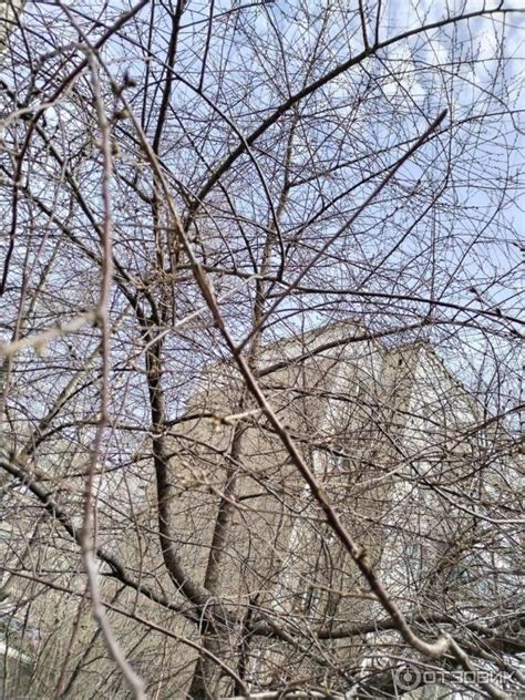 Монитор хонор для компьютера