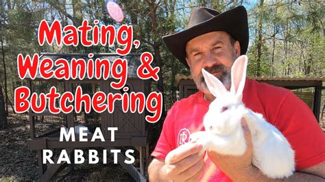 How To Mateweanbutcher Rabbits Meat Rabbits 101 Watch And Review