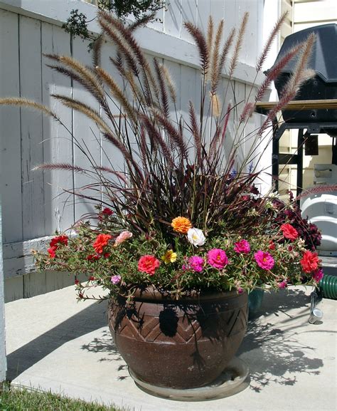 Purple Fountain Grass In Containers