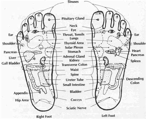 My Essential Oils Master Cheat Sheet Acupressure Treatment