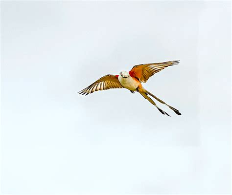 Scissor Tailed Flycatcher Birdforum