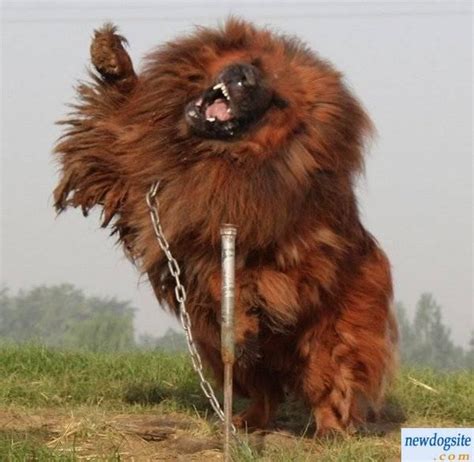 Giant Tibetan Mastiff