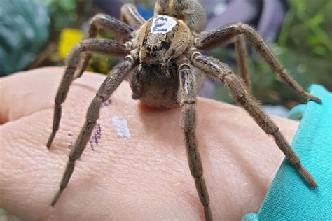 SunLive Studying The Sex Lives Of Our Native Spiders The Bay S News First