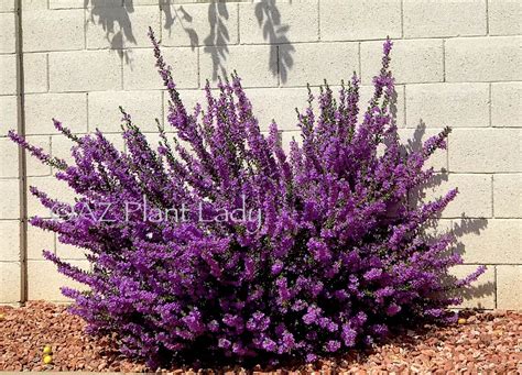 Desert Plants Landscaping Southwest Landscaping Xeriscape Plants