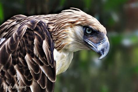 Philippine Eagle wallpapers, Animal, HQ Philippine Eagle pictures | 4K Wallpapers 2019