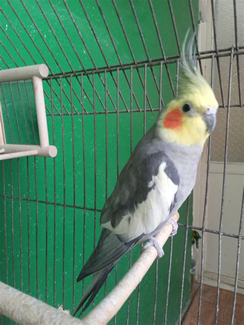 Кореллы,Какарики