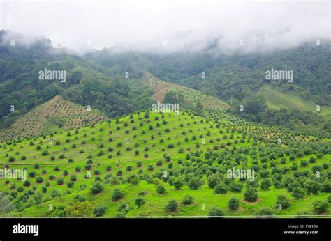 Avocado farm hi-res stock photography and images - Alamy