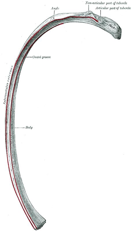 Tubercle (rib) - wikidoc