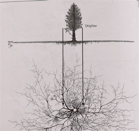 white pine tree root system    fun log book diaporama