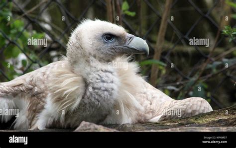 Vautour griffon de l himalaya Banque de photographies et dimages à