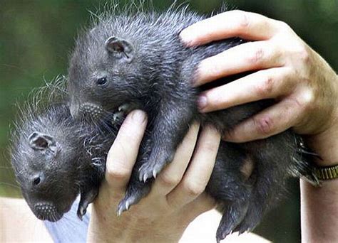 Cute Baby Porcupines (34 pics)