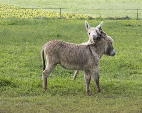 Donkey White Ass Gray Free Photo On Pixabay Pixabay