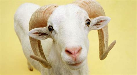 Man Arrested For Having Sex With Goat Claims He Should Be Freed As He Asked Permission First