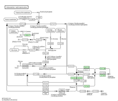 Kegg Pathway Thiamine Metabolism Homo Sapiens Human