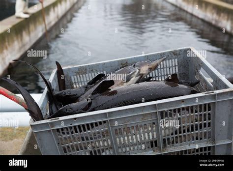 Fresh Sturgeon In Plastic Box Stock Photo Alamy