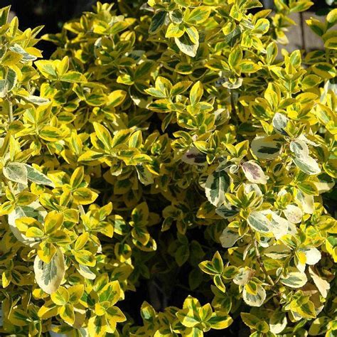 Саженцы бересклета форчуна эмеральд голд (emerald gold) купить в Москве ...