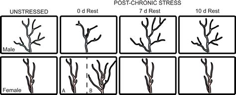 Sex Differences In Risk And Resilience Stress Effects On The Neural Substrates Of Emotion And