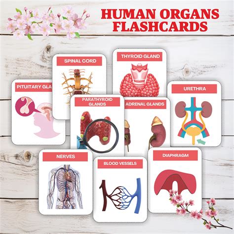 Flash Cards For Anatomy 6