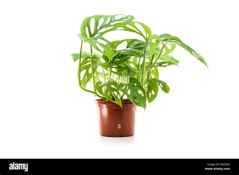 Monstera Obliqua Plant In Flower Pot Stock Photo Alamy