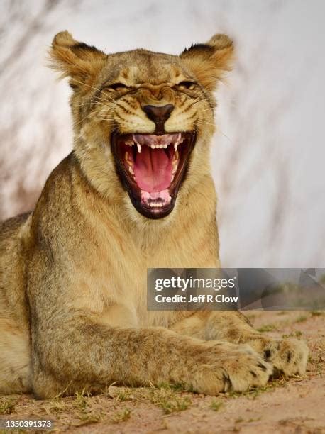 379 Female Lion Roar Stock Photos, High-Res Pictures, and Images ...