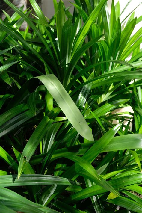 Premium Photo Pandanus Amaryllifolius Is A Tropical Plant In The