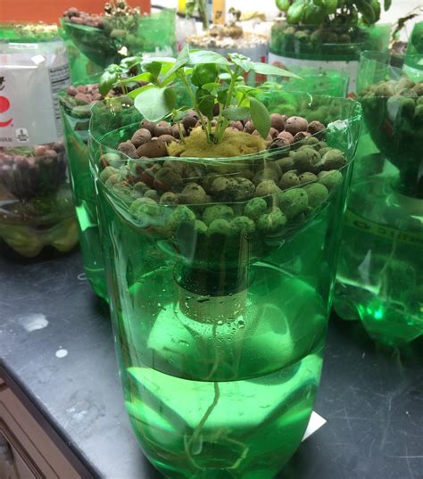 Hydroponics Education | Essential STEM Development Programs I NextWaveSTEM