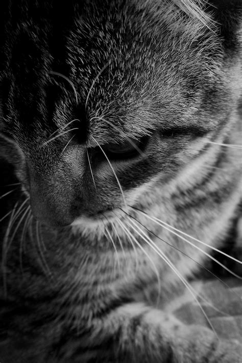Gato Felino Gatito Todavía Foto Gratis En Pixabay Pixabay