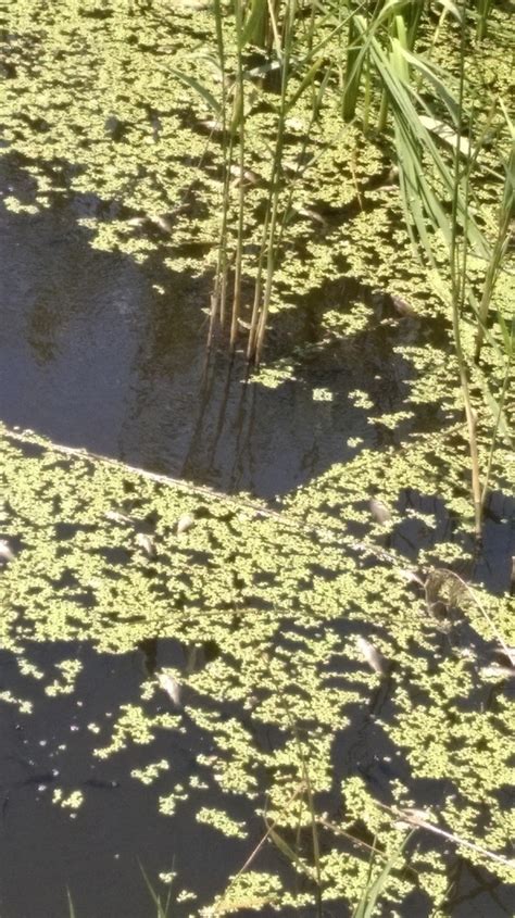 Мъртва каракуда изплува на Аркутино