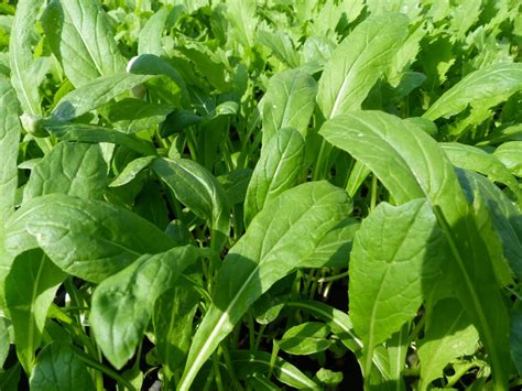 Mibuna Seeds £1.65 from Chiltern Seeds