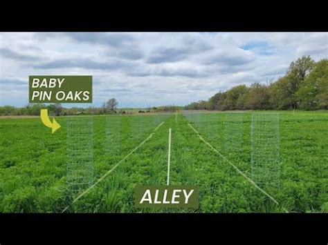 Pin Oak Kernza Alfalfa Alley Cropping Research Youtube