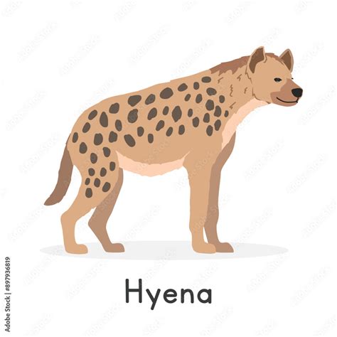 Spotted hyena vector illustration, cartoon clipart character, animal in