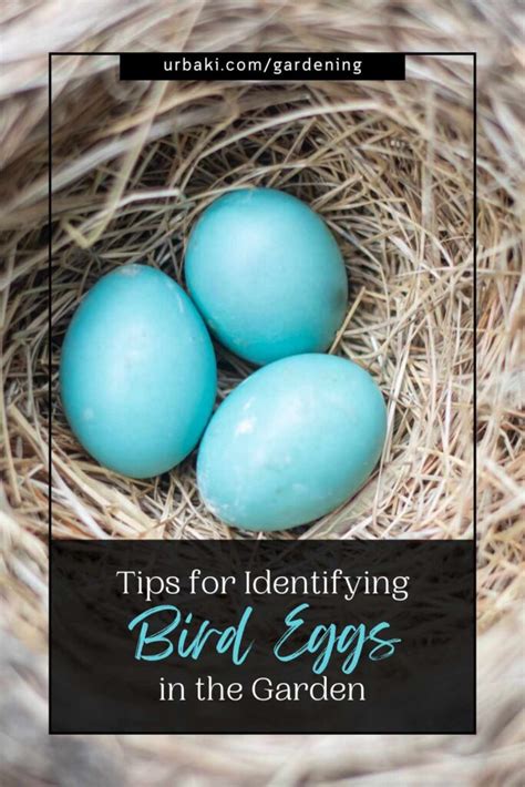 Tips For Identifying Bird Eggs In The Garden