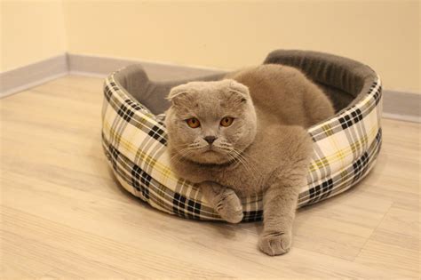 Передержка котов - Petsitters сервис по уходу за питомцами
