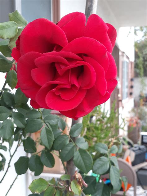 Red Rose Bush : r/Roses