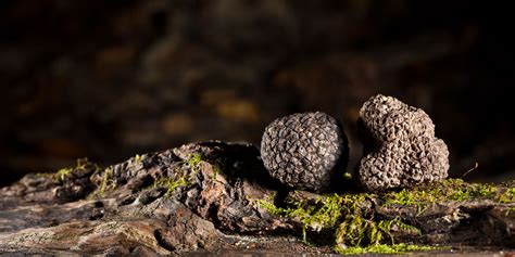 Il Tartufo Irene Ragni Tartufi Funghi E Specialit Alimentari