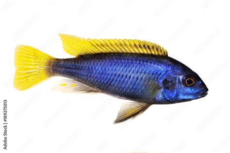 Yellow Tail Acei Cichlid Pseudotropheus Aquarium Fish Stock Photo