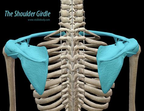 Shoulder Girdle