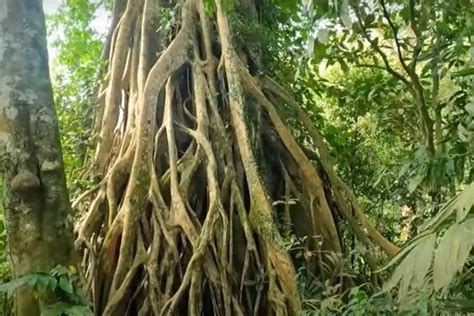 Foto Pendakian Gunung Penanggungan Via Jolotundo Lewati Candi Candi