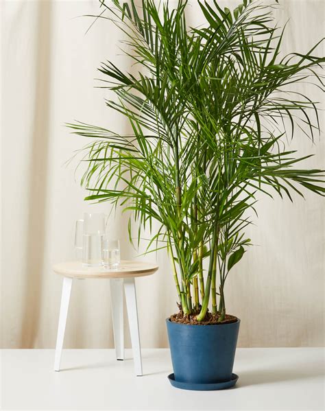 Indoor Palm Care