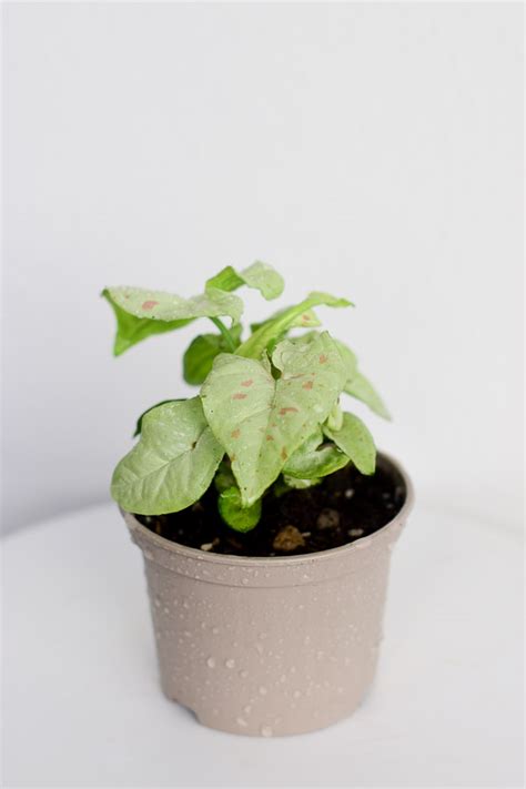 Syngonium Milk Confetti From The Naked Collection PINE SG
