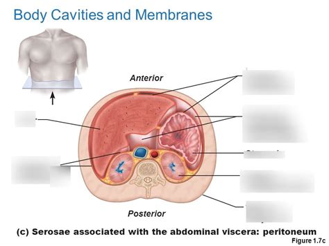 Serosae Associated With The Abdominal Viscera Peritoneum Diagram