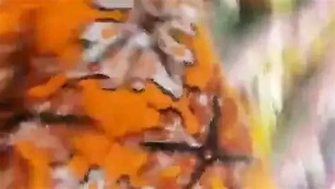 Crott Dalam Memek Janda Muda Indonesian Amateur Amateur Porn Xhamster