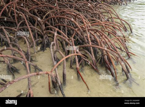 Cerca De Las Largas Ra Ces De Los Manglares Manglar En Marea Baja