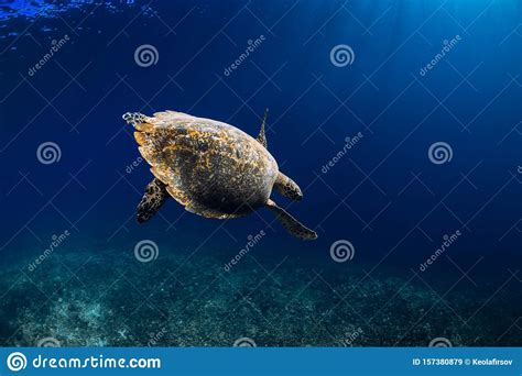 Sea Turtle Glides In Blue Ocean Green Sea Turtle Underwater Stock