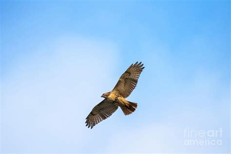 Hovering Hawk Photograph By Brian Harnick Fine Art America