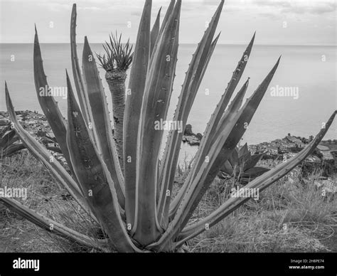 The Island Of Madeira Stock Photo Alamy