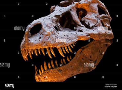 Tyrannosaurus rex skeleton isolated hi-res stock photography and images ...