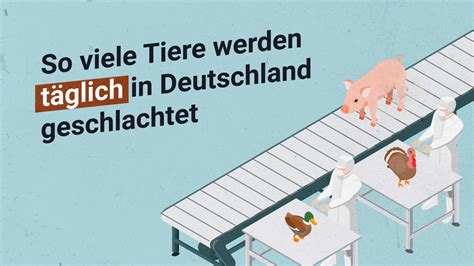 So viele Tiere werden täglich in Deutschland geschlachtet