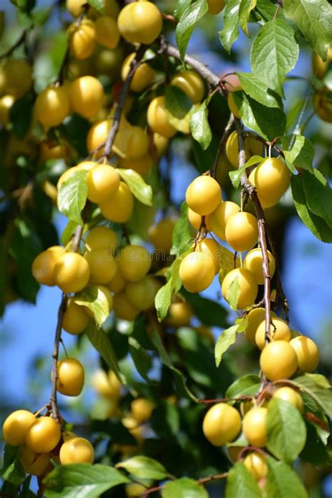 Mature Yellow Cherry Plum Prunus Cerasifera Stock Photo Image Of