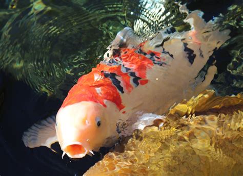 Koi Pond Japanese Friendship Garden Balboa Park
